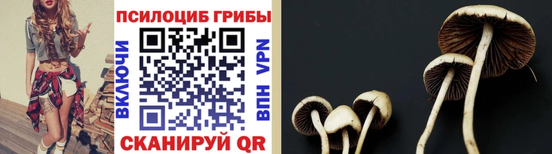 Псилоцибиновые грибы прущие грибы  Заволжск 